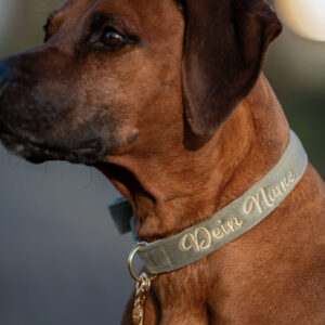 Alternative view of Nachhaltiges Hundehalsband Velvet Salbei mit Rosegold, Silber oder Gold