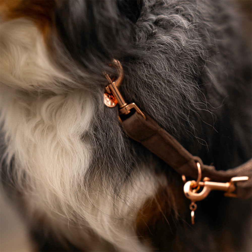 Aminior_Hundeleine_Braun_Rosegold