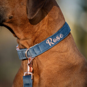 Alternative view of Nachhaltiges Hundehalsband Velvet Jeans mit Rosegold, Silber oder Gold