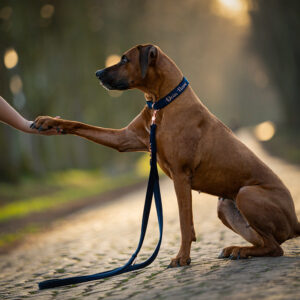 Alternative view of Nachhaltiges Hundehalsband Velvet Dunkelblau mit Rosegold, Silber oder Gold