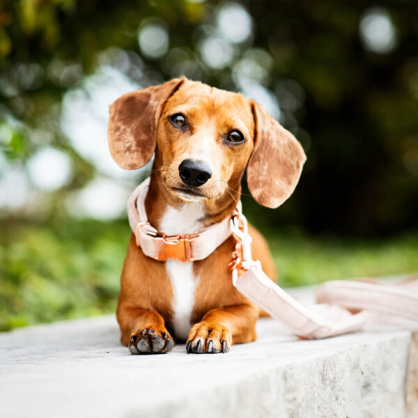 Nachhaltiges Hundehalsband Velvet Rose mit Rosegold oder Silber – Bild 3