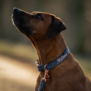 Alternative view of Nachhaltiges Hundehalsband Velvet Anthrazit mit Rosegold oder Silber