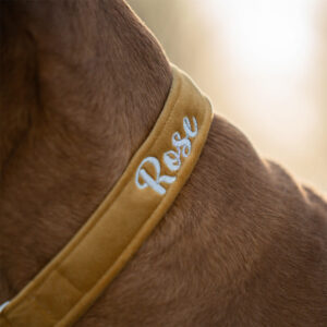 Alternative view of Nachhaltiges Hundehalsband Velvet Gold mit Silber