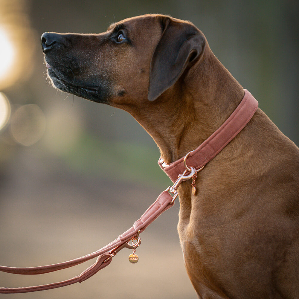Nachhaltiges Hundehalsband Velvet Sanddorn mit Rosegold, Silber oder Gold – Bild 2