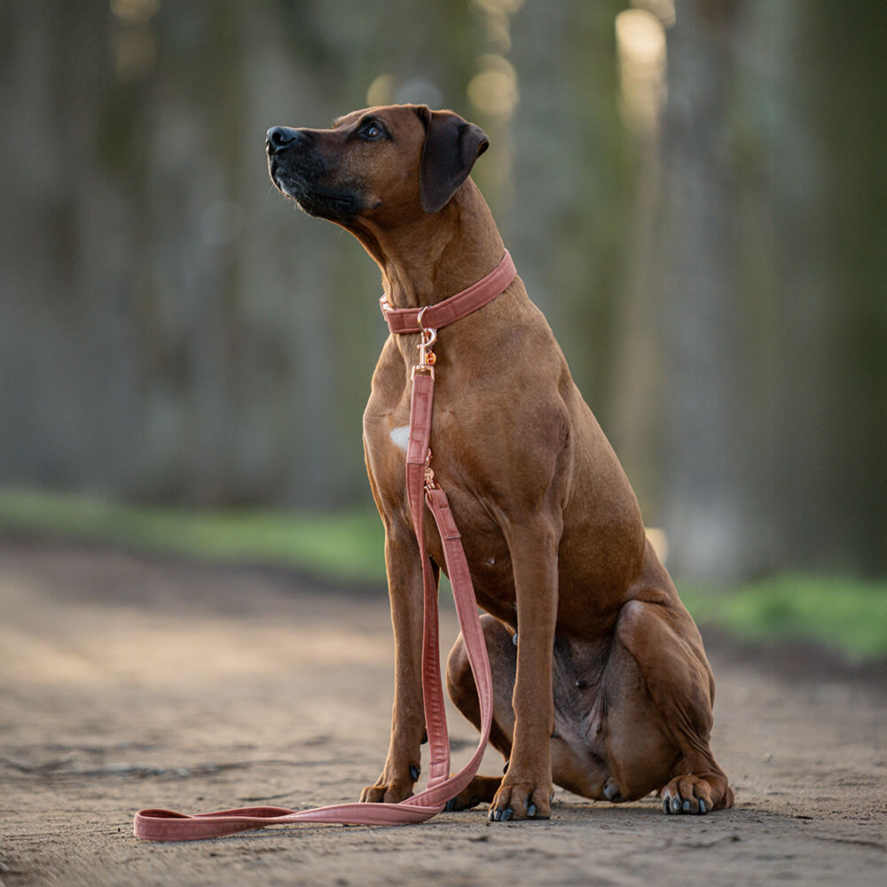 Nachhaltiges Hundehalsband Velvet Sanddorn mit Rosegold, Silber oder Gold – Bild 3